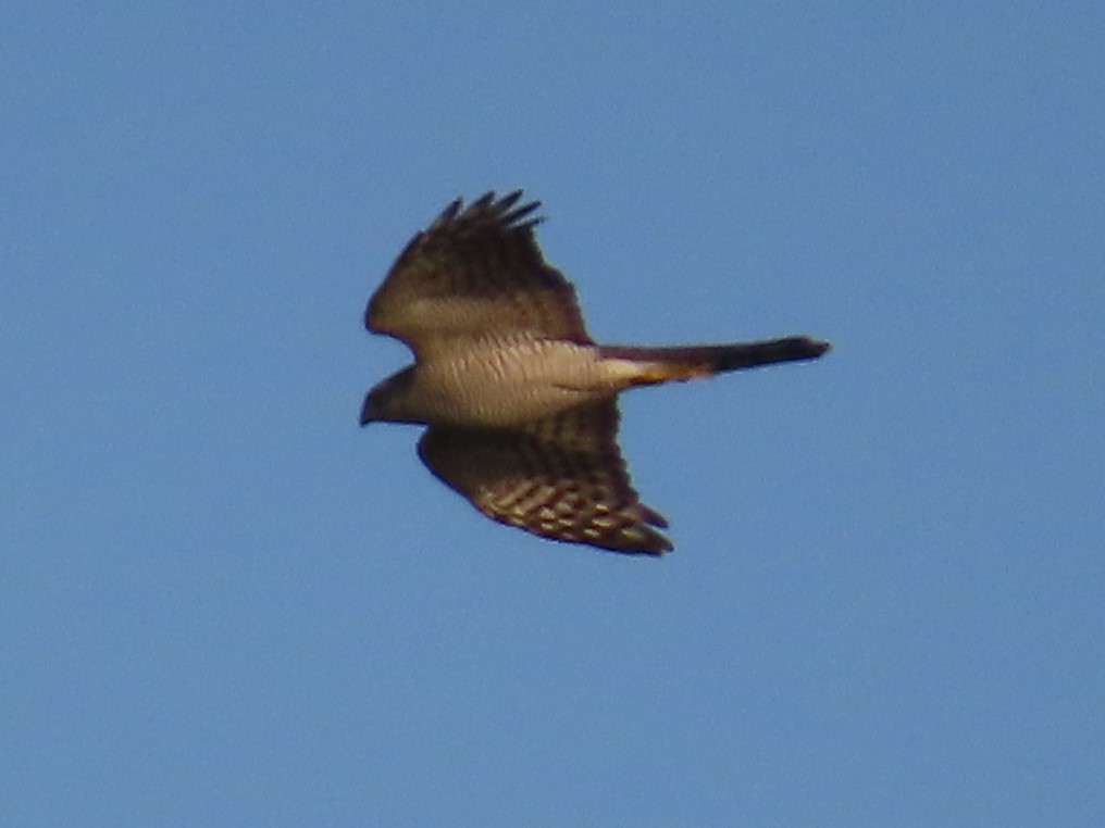 Eurasian Sparrowhawk - ML615666292