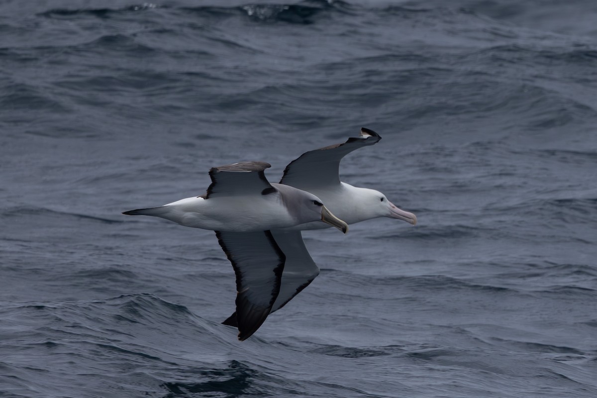 Salvin's Albatross - ML615666306