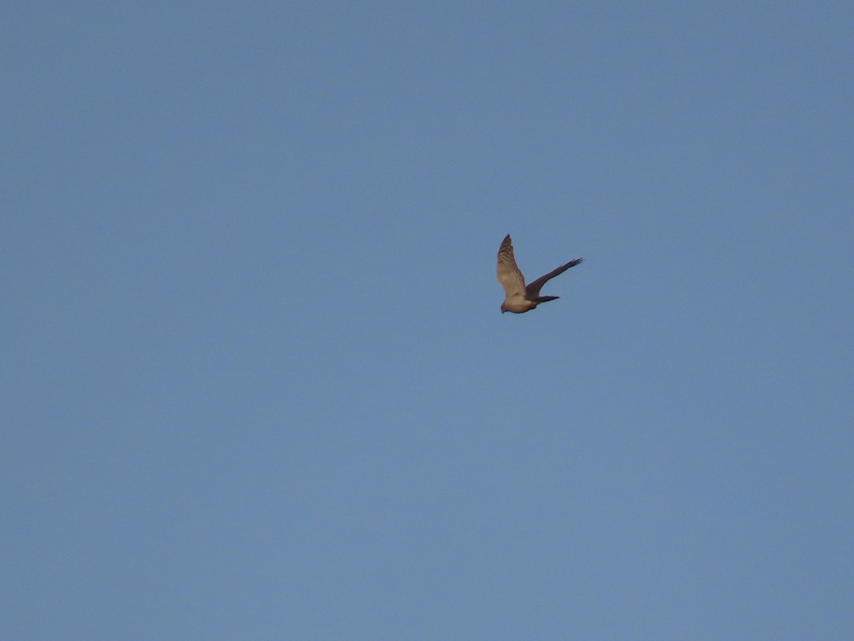 Eurasian Sparrowhawk - ML615666352