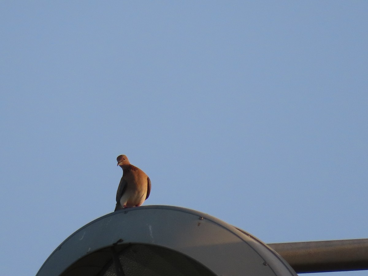 Laughing Dove - ML615666409