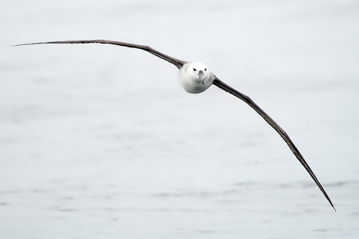 Northern Royal Albatross - ML615666428