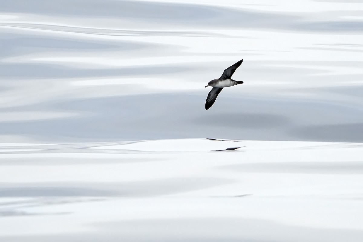 Pink-footed Shearwater - Daniel López-Velasco | Ornis Birding Expeditions
