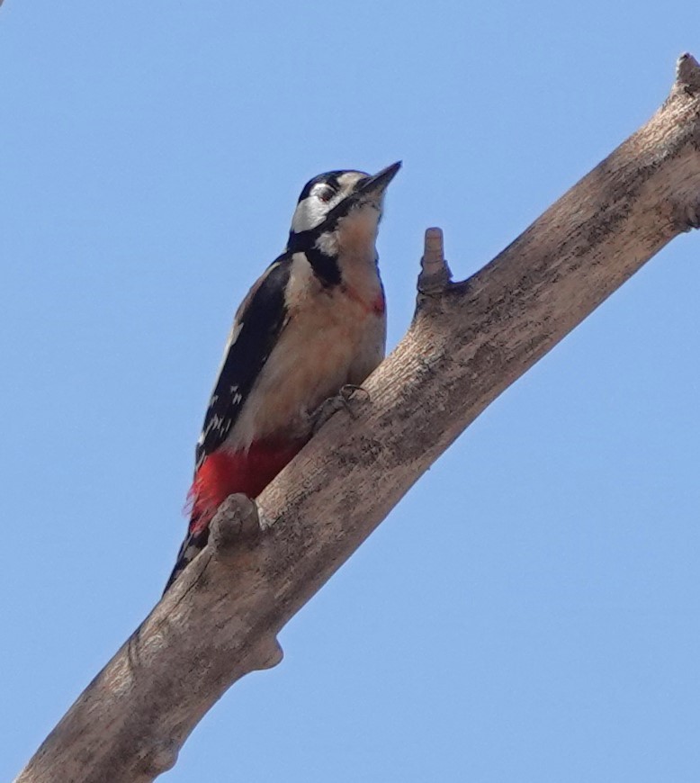 Great Spotted Woodpecker (Atlas) - ML615666699