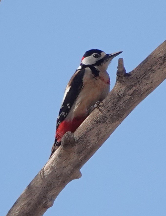 Great Spotted Woodpecker (Atlas) - ML615666700