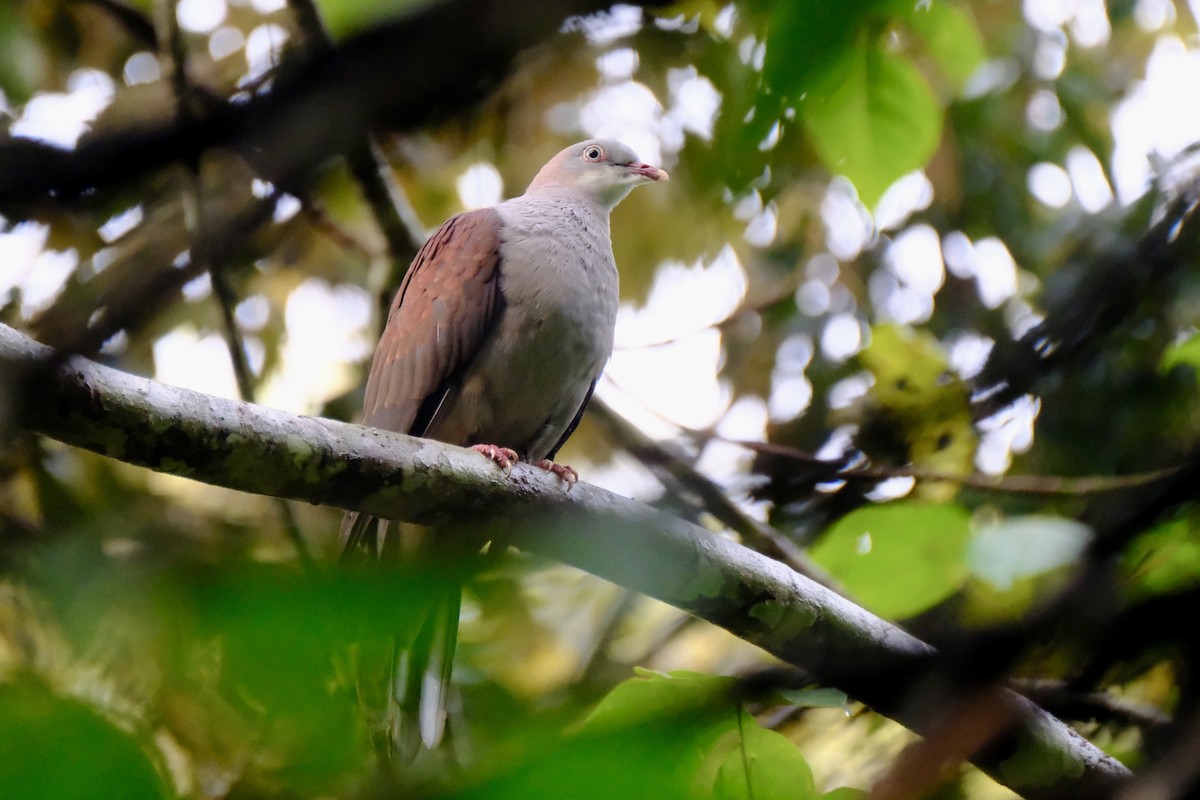 Mountain Imperial-Pigeon - ML615666745