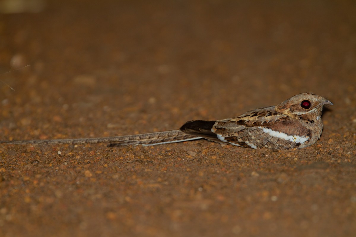 Long-tailed Nightjar - Werner Suter