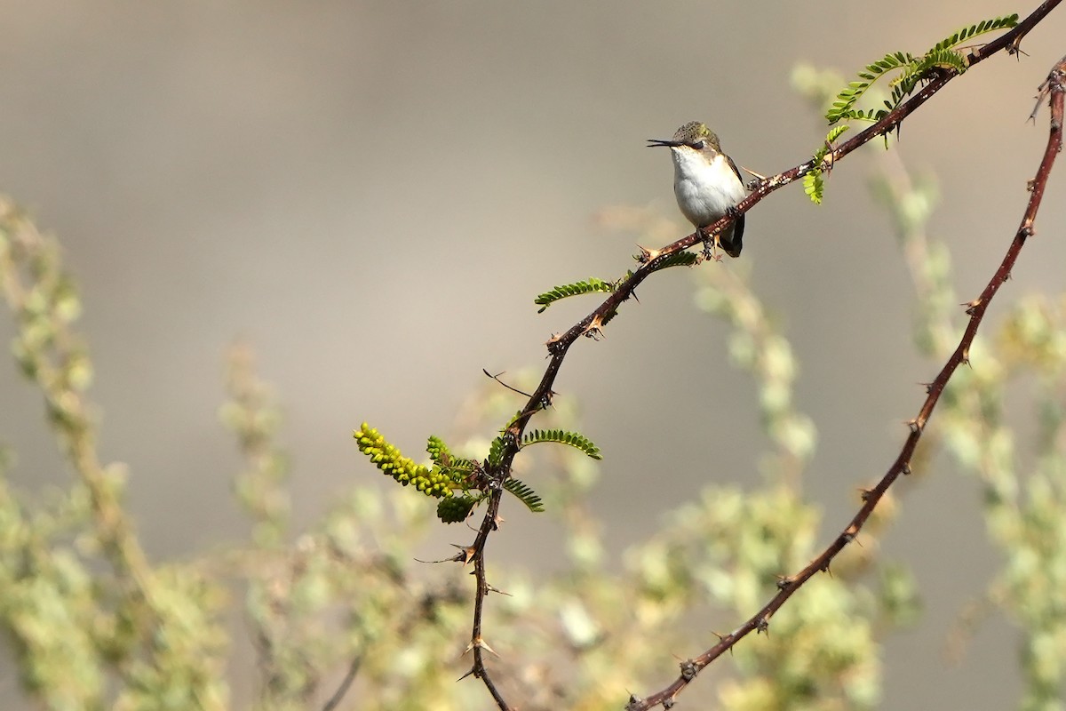 Chilean Woodstar - Daniel López-Velasco | Ornis Birding Expeditions