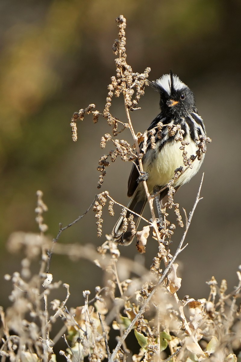 Pied-crested Tit-Tyrant - ML615667000