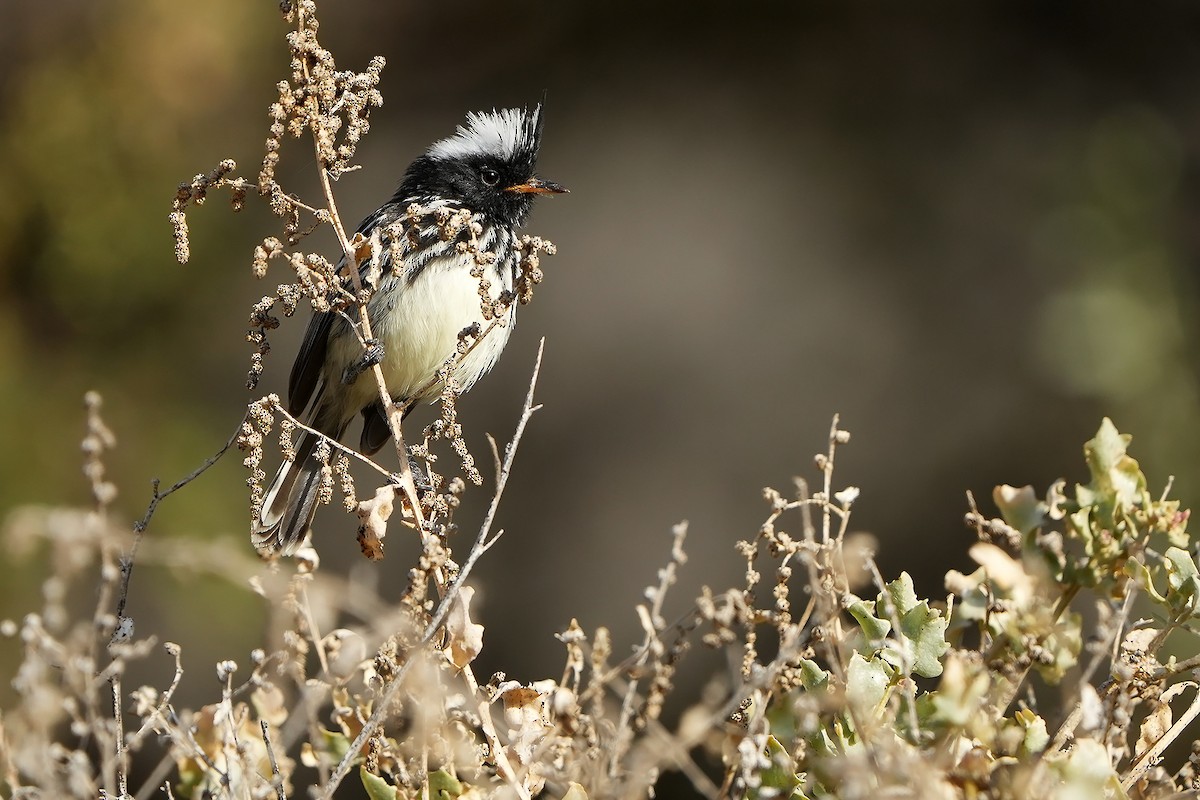 Pied-crested Tit-Tyrant - ML615667001