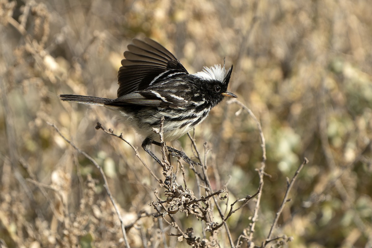 Pied-crested Tit-Tyrant - ML615667002