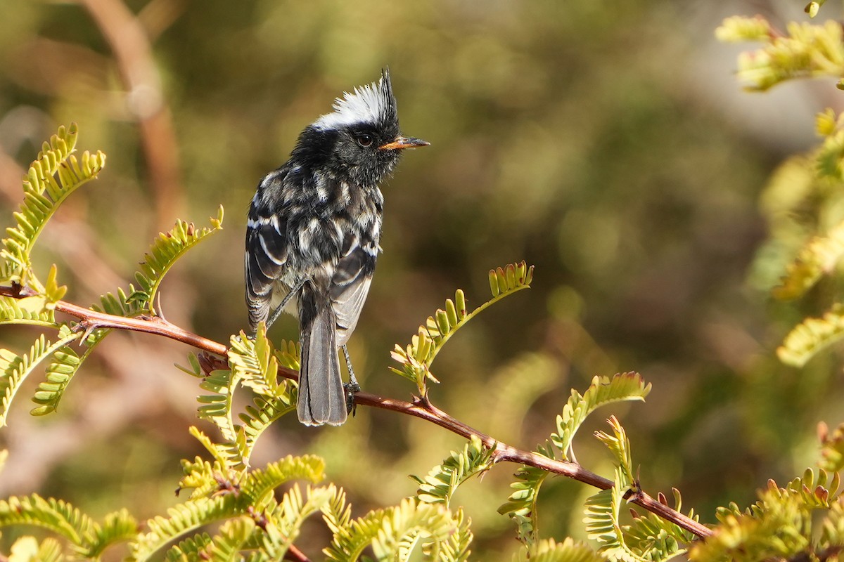 Pied-crested Tit-Tyrant - ML615667003