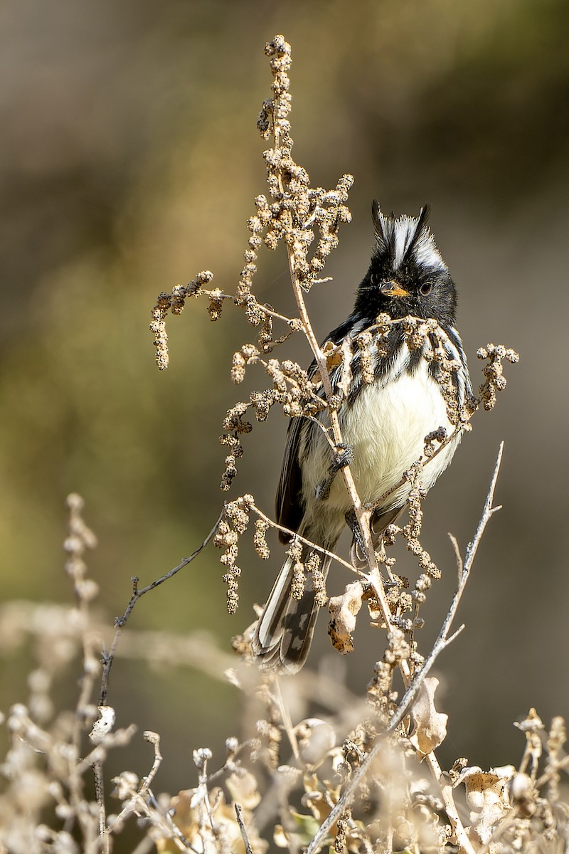 Pied-crested Tit-Tyrant - ML615667004