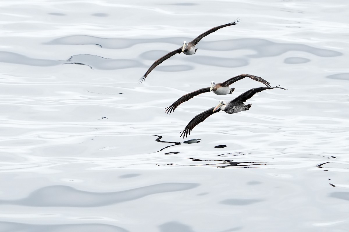 Peruvian Pelican - Daniel López-Velasco | Ornis Birding Expeditions