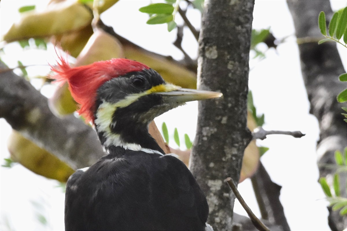 Black-bodied Woodpecker - ML615667061