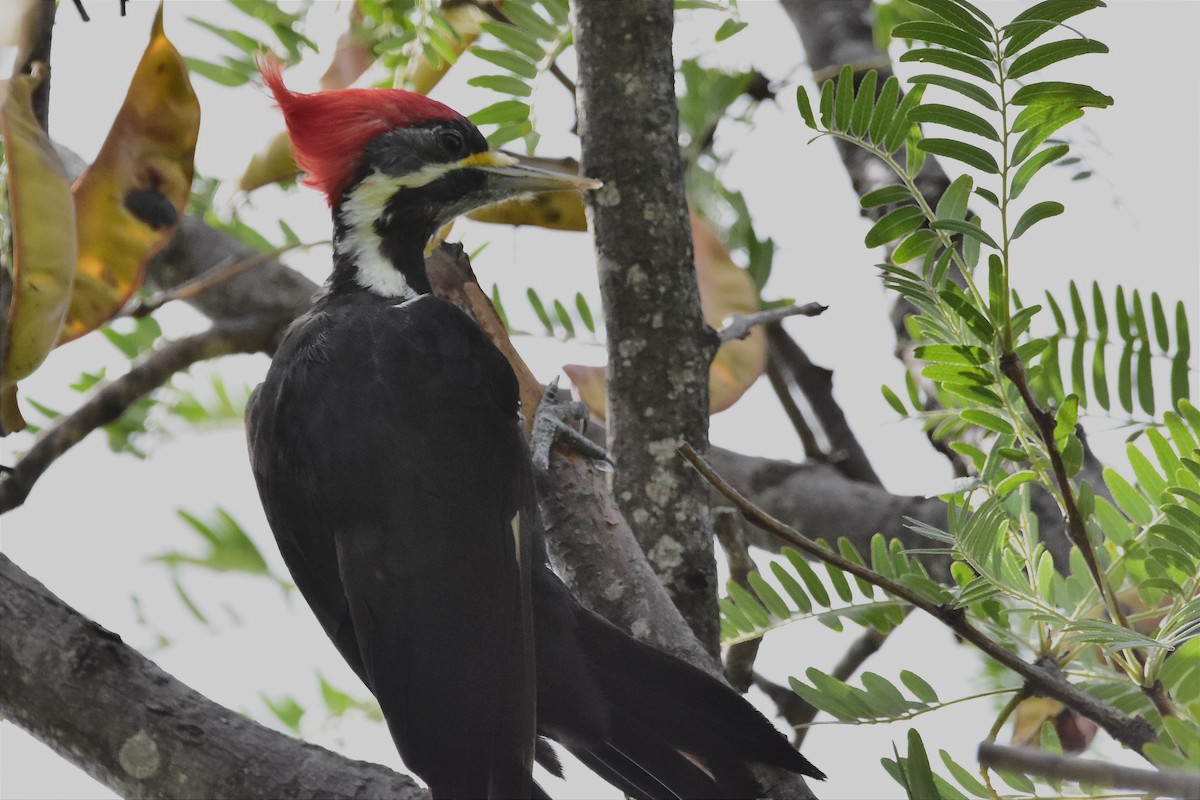 Black-bodied Woodpecker - Juan Bardier