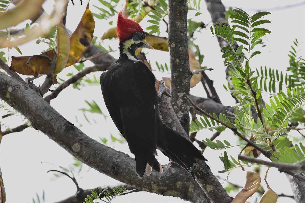 Black-bodied Woodpecker - ML615667063