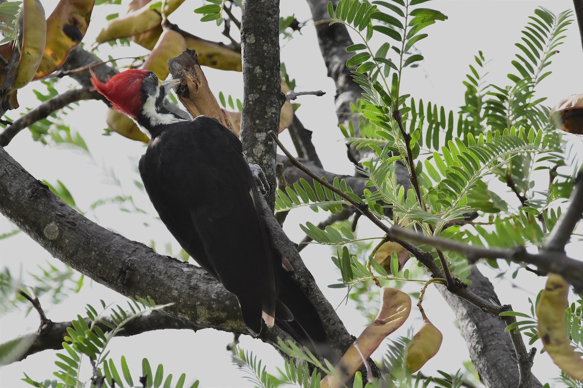 Black-bodied Woodpecker - ML615667064