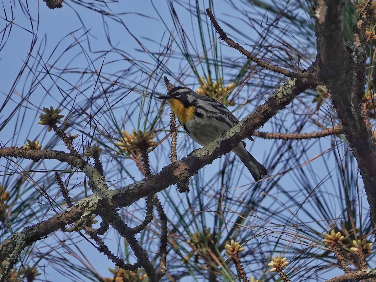 Yellow-throated Warbler - ML615667115