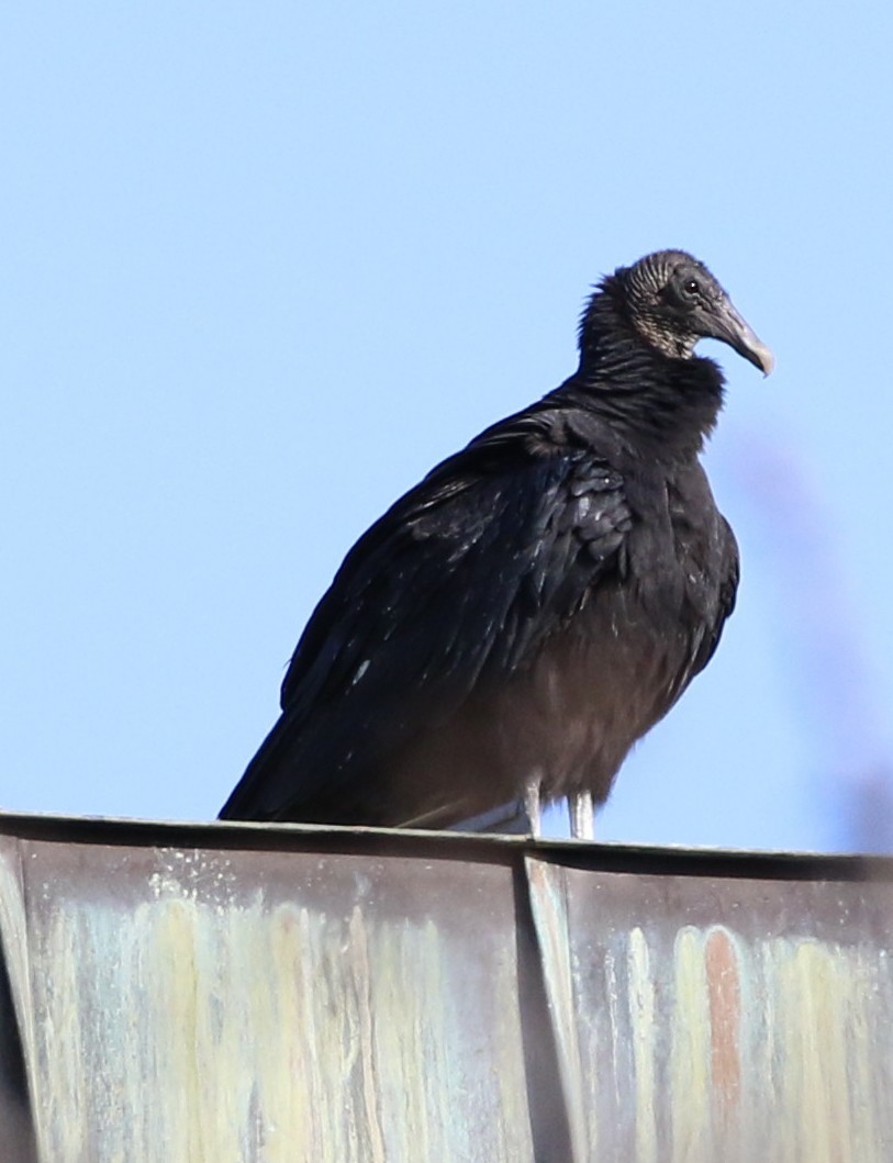 Black Vulture - ML615667202