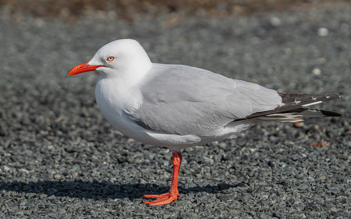 Silver Gull (Red-billed) - ML615667229