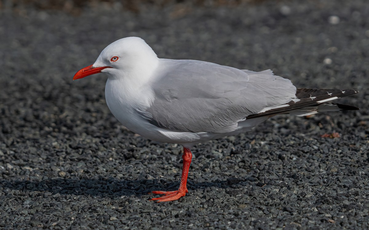 Silver Gull (Red-billed) - ML615667238