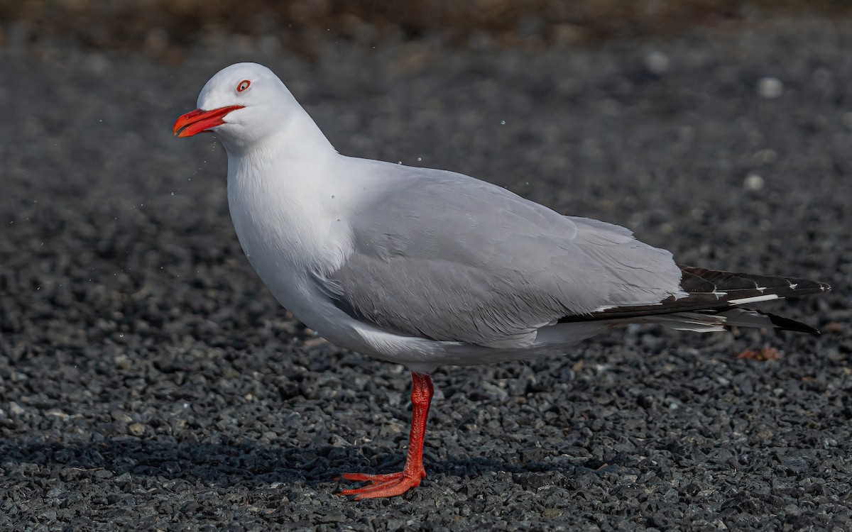 Silver Gull (Red-billed) - ML615667253