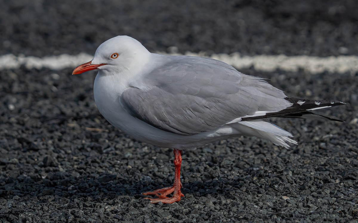 Silver Gull (Red-billed) - ML615667263