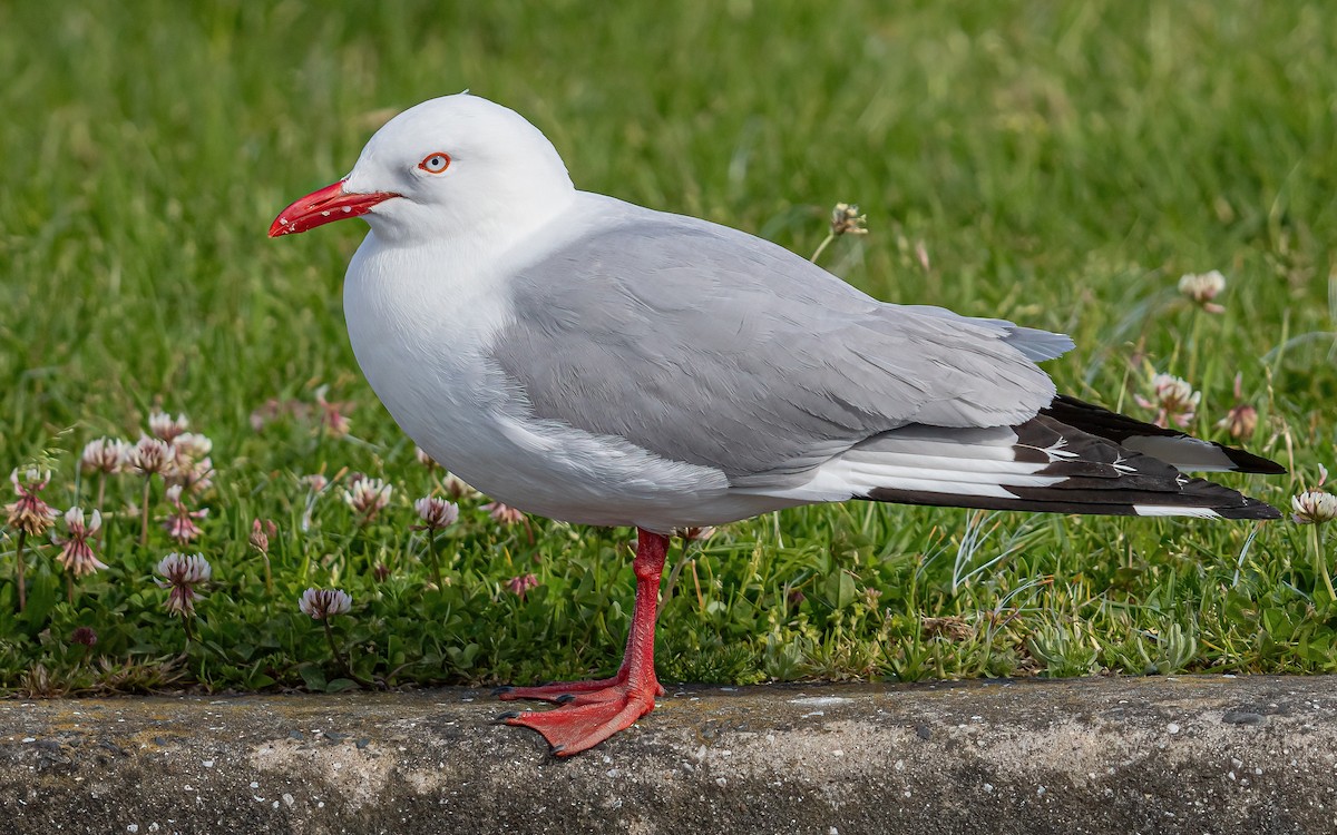Silver Gull (Red-billed) - ML615667265