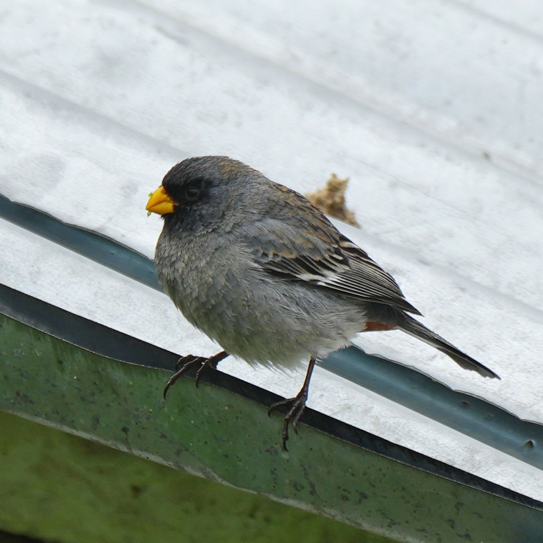 Band-tailed Seedeater - ML615667355