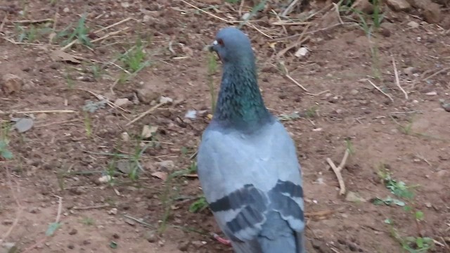 Rock Pigeon (Feral Pigeon) - ML615667371