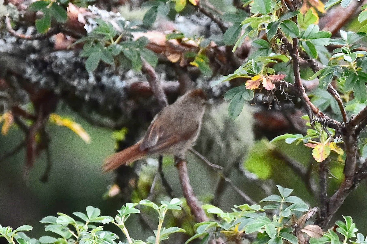 Brown-capped Tit-Spinetail - ML615667396