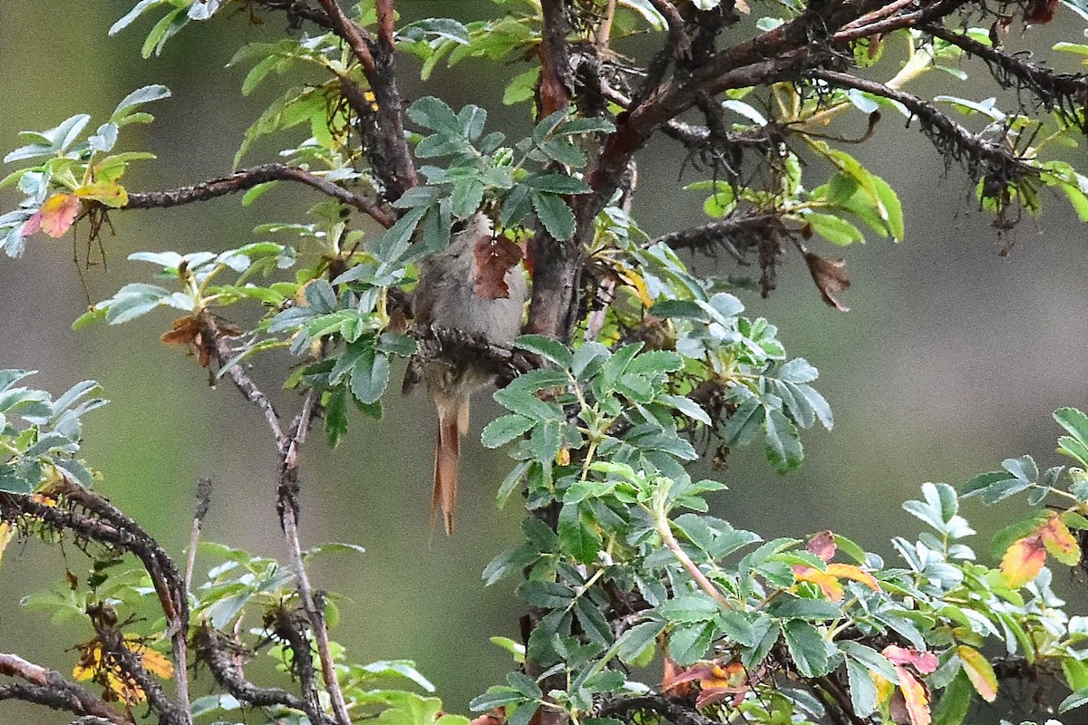 Brown-capped Tit-Spinetail - ML615667398