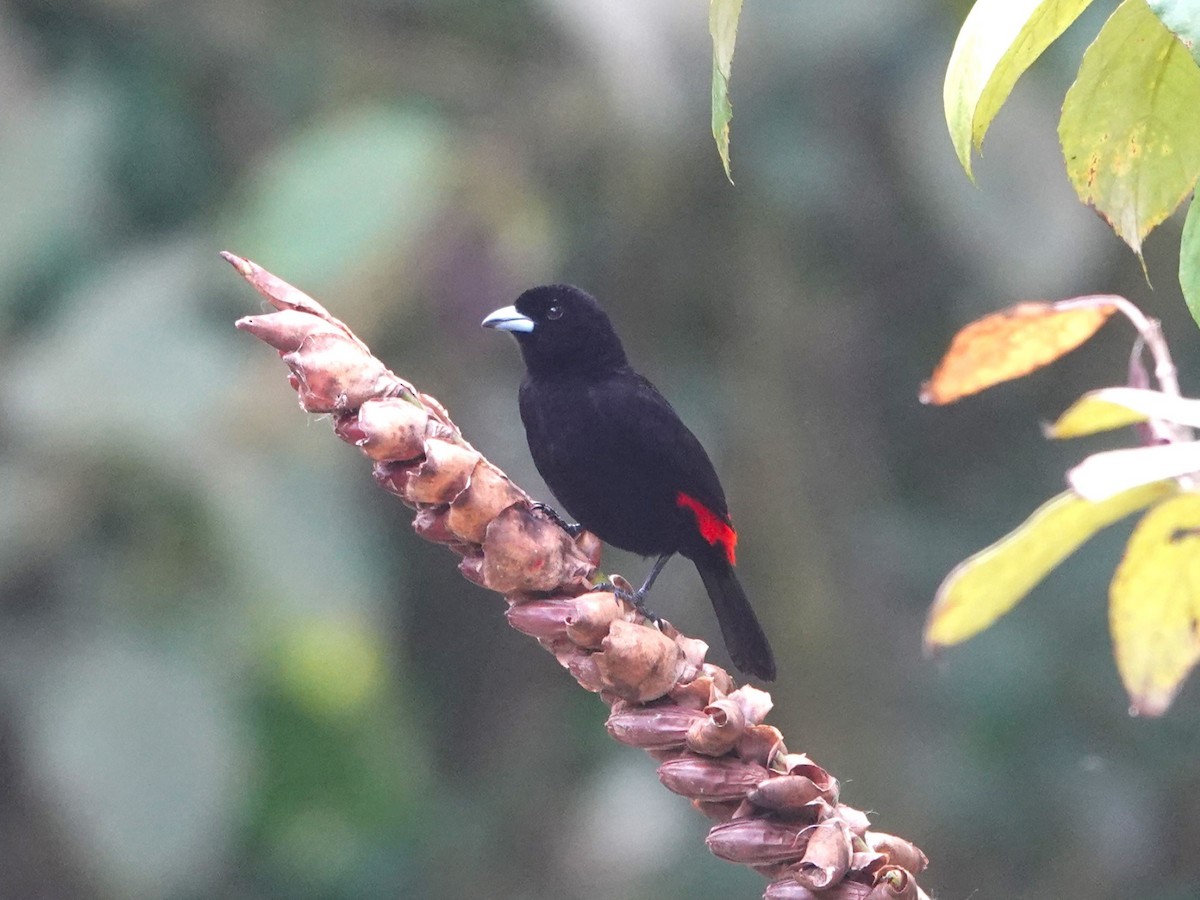 Scarlet-rumped Tanager - ML615667462