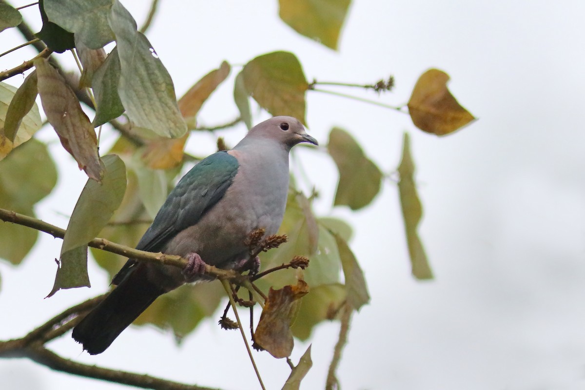 Green Imperial-Pigeon - ML615667540