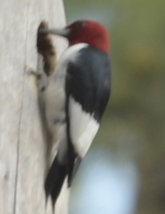 Red-headed Woodpecker - ML615667575