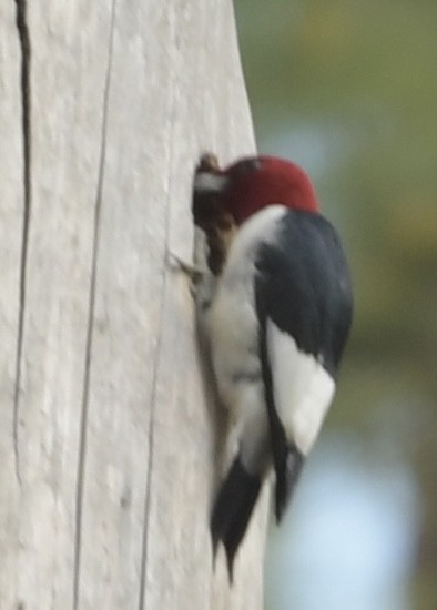 Red-headed Woodpecker - ML615667576