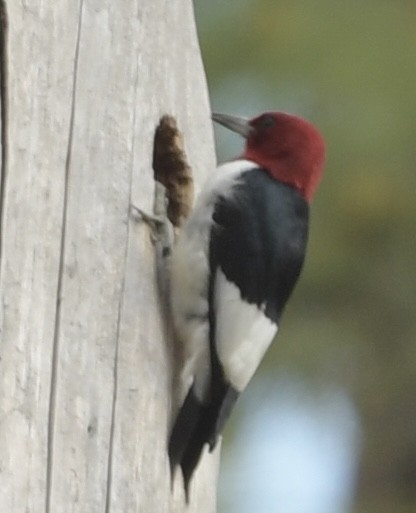 Red-headed Woodpecker - ML615667577