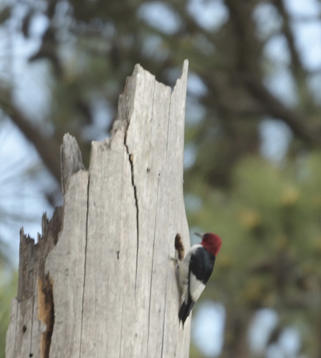 Red-headed Woodpecker - ML615667578