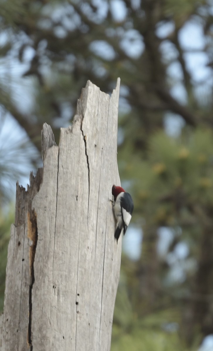 Red-headed Woodpecker - ML615667579