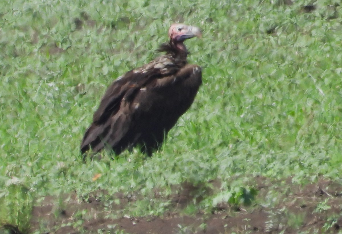 Lappet-faced Vulture - ML615667612