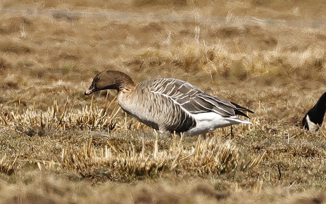 Pink-footed Goose - ML615667666