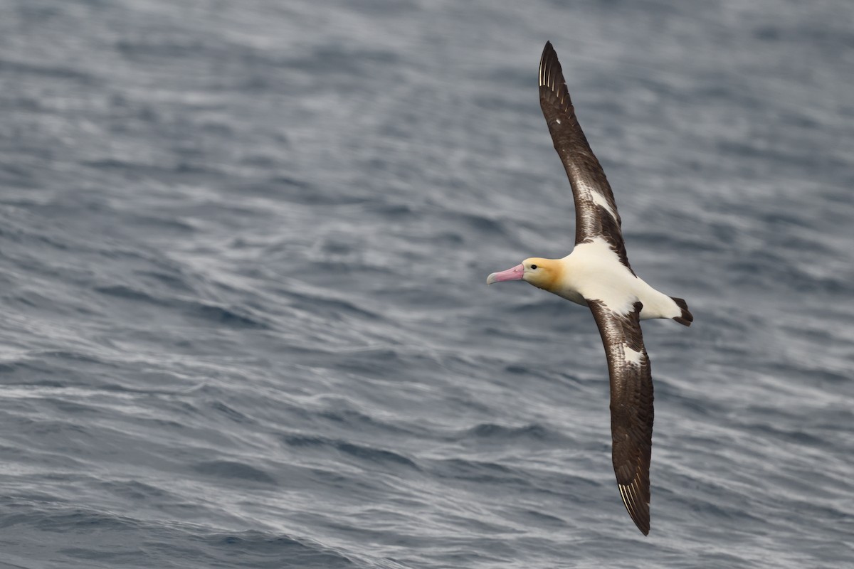 Albatros à queue courte - ML615667702