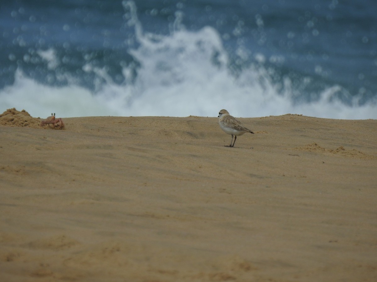 White-fronted Plover - ML615667729