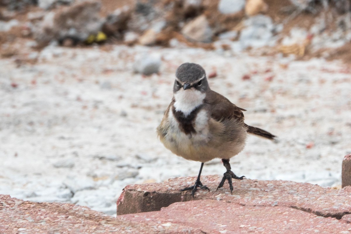 Cape Wagtail - ML615667742