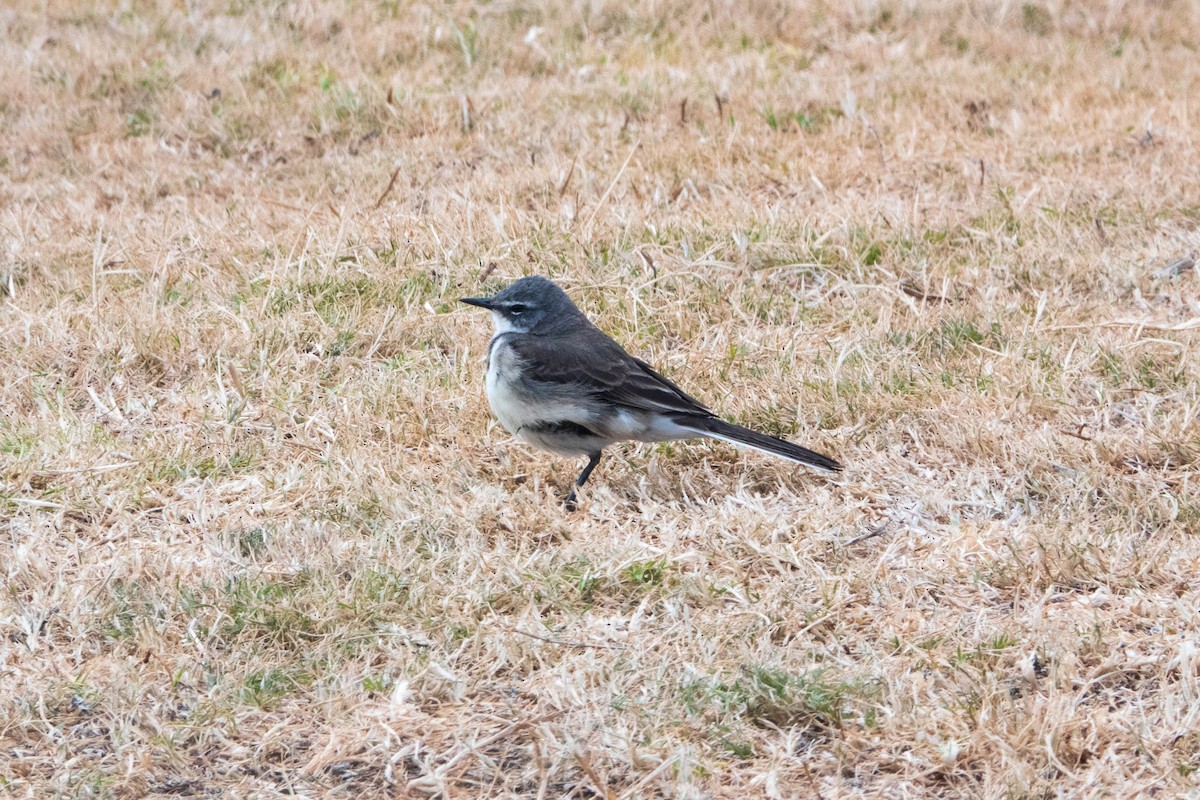 Cape Wagtail - ML615667743