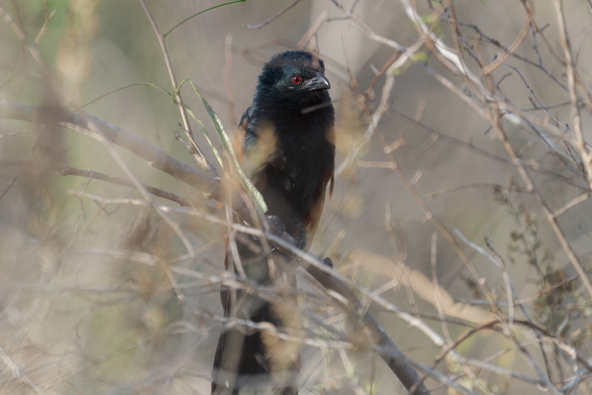 Malagasy Coucal - ML615667788