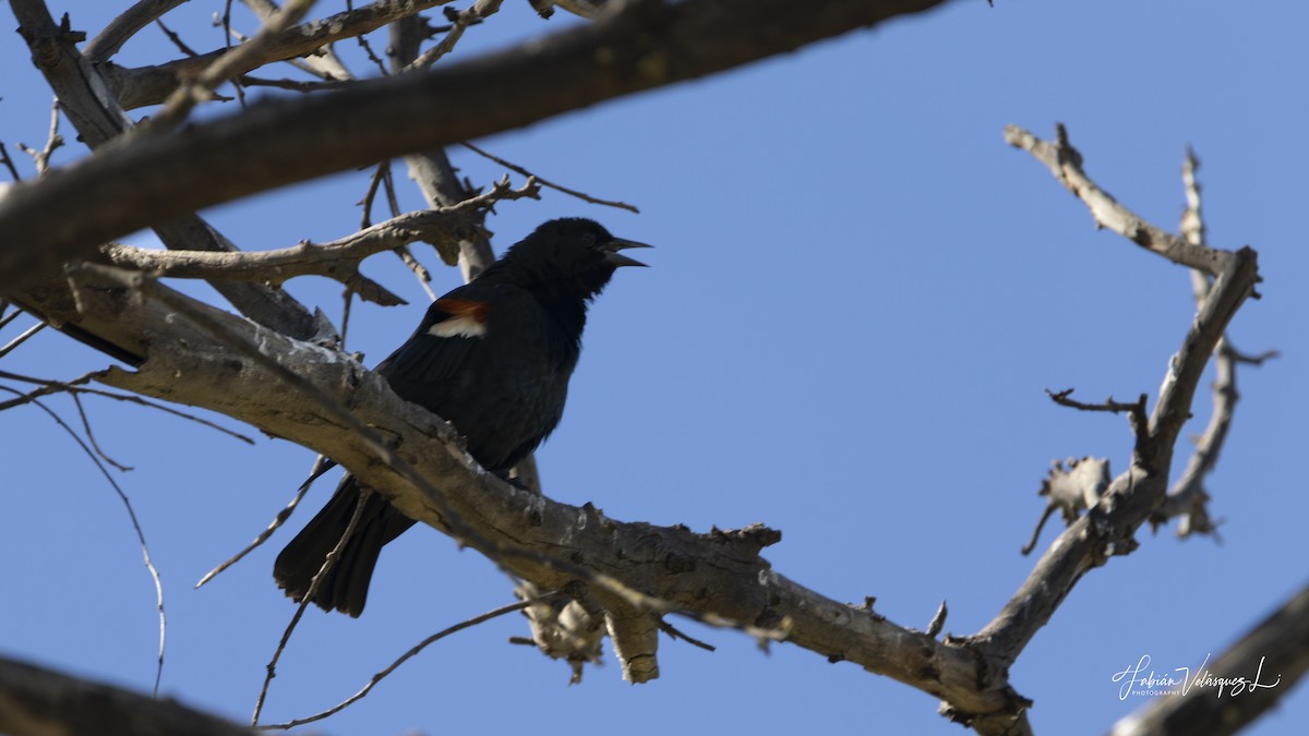 Tricolored Blackbird - ML615667908
