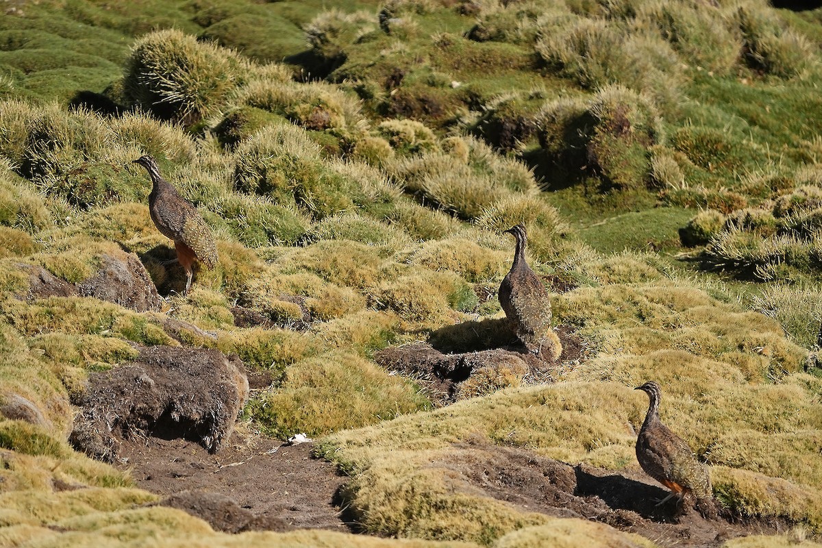 Puna Tinamou - Daniel López-Velasco | Ornis Birding Expeditions