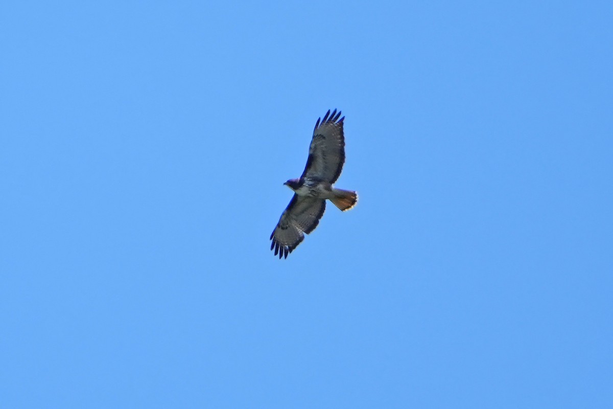 Rufous-tailed Hawk - ML615667984