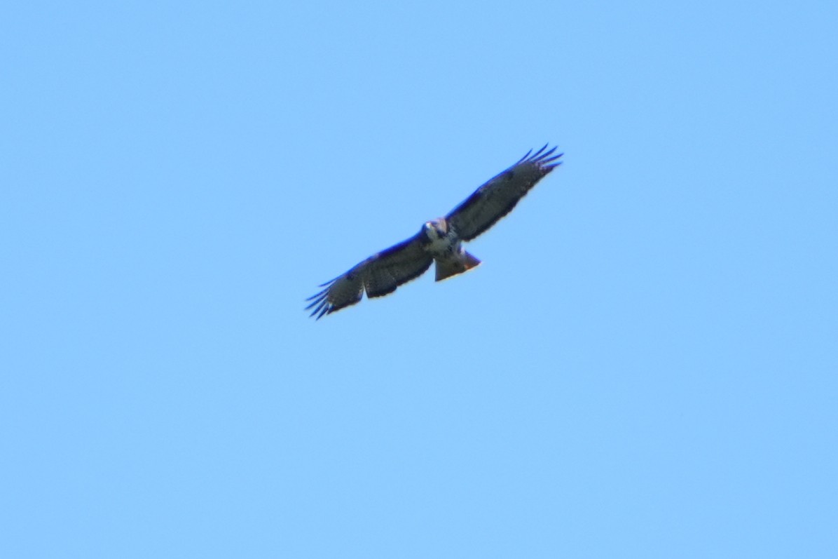 Rufous-tailed Hawk - ML615667985